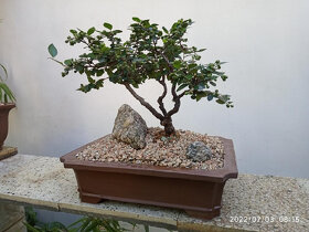Skalník celokrajný bonsai - 2
