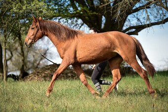 Lusitano klisna PSL 2 letá - 2