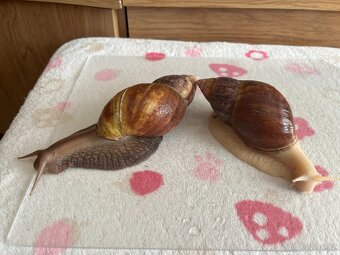 Šnečci Lissachatina Fulica-poslední 3ks - 2