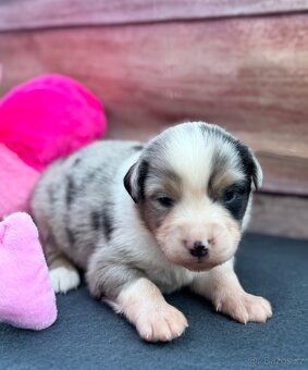 Miniaturní Americký ovčák s PP, blue merle pes - 2