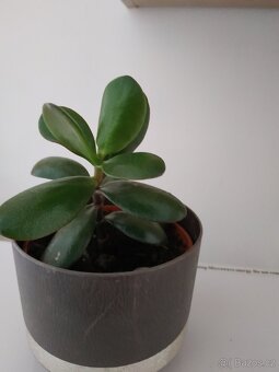 Tlustice 28cm - 2