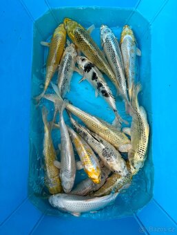 Koi kapři - 2