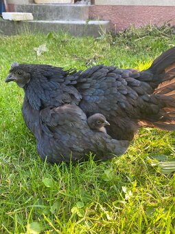 Ayam cemani - 2