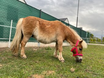 Minihorse - 2