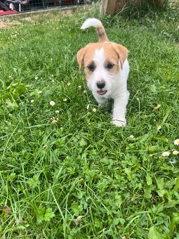 Jack Russell teriér - s Průkazem původu - 2