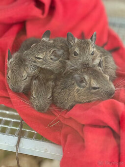 OSMÁK DEGU mláďata - 2