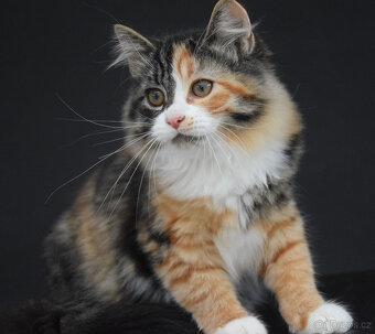 sibiřská kočka - koťata s PP - 2