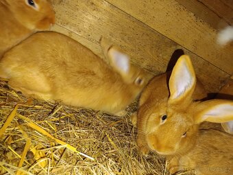 Bungurdsky králík - 2