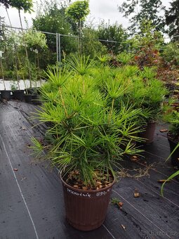 Pajehličník přeslenatý - 2