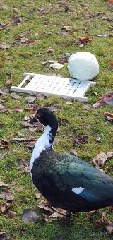 Letošní nepříbuzný pár pižmovek - 2