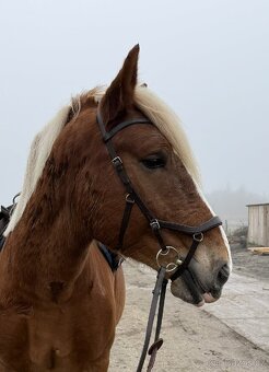 Uzdečka Rambo Micklem Competition 2, vel. Xfull - 2