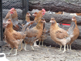 Slepičky Green Shell,Dark Shell,GreenDark Shell a Lila - 2