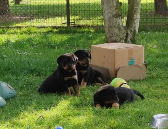 Rottweiler  / Rotvajler - 2