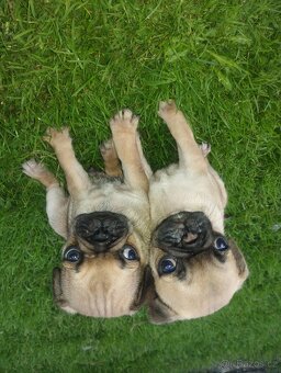 Mops - 2