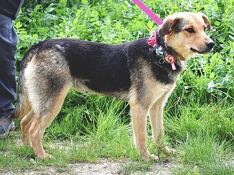 ŠEJLA K ADOPCI - 1 ROK, VDĚČNÁ, ODDANÁ,LASKAVÁ - 2