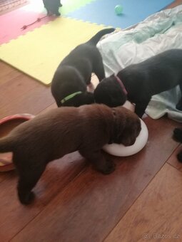 Labradorský retrívr - štěňata - 2