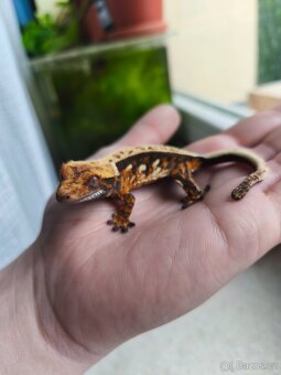 Pagekon řasnatý 0,1 - 2