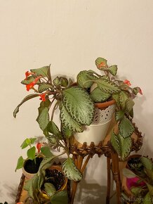 Episcia-pokojová květina - 2