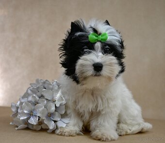 Jorkšírský teriér-biewer,golddust,choco s PP - 2