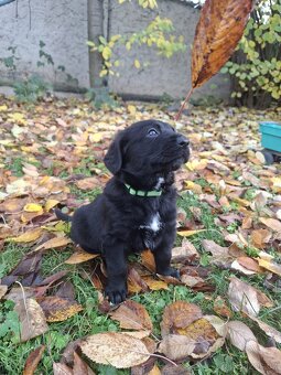 Šťěňata kříženců - 2