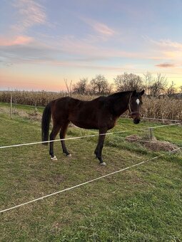 Valach A1/1 14 let - 2