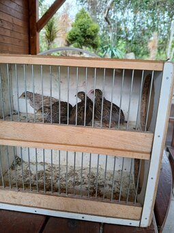 Korely, krepelky činske - 2