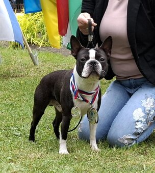 Boston, bostonský terier krytie. - 2