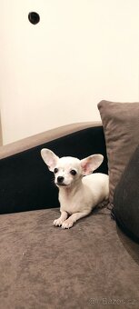 Čivava štěňata s PP - 2