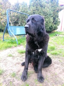 Stredoázijský ovčiak krytí - 2