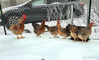 Bielefeldka, násadová vejce + kuřátka - 2