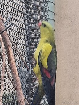 Papoušek horsky - 2