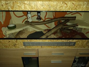 Terarko pro agamu - 2