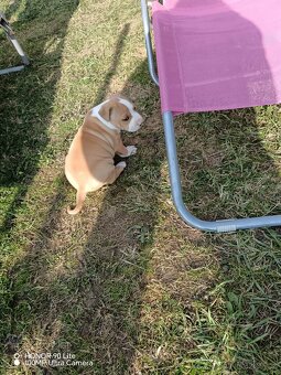 Americký stafordšírský teriér - 2