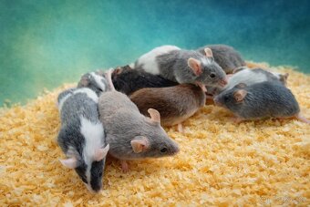 MYŠ LABORATORNÍ BAREVNÁ - 2