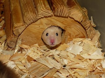 Křeček syrský - 2