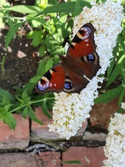 Motýlí keř bílý - 2