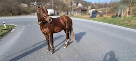 Welsh pony B import z Velké Británie - 2