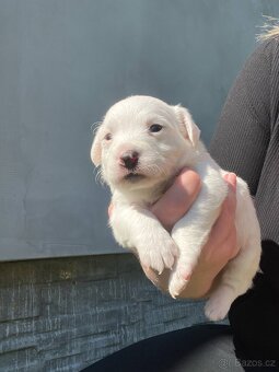 Prodám štěňata Jack Russel teriér - 2