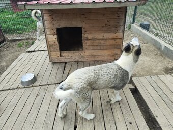 Štěně sibiřský husky - 2