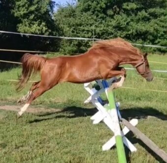 Pony A - 2