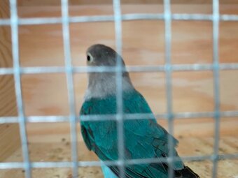 Agapornis - 2