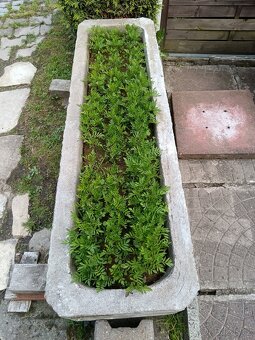 Betonové koryto - 2