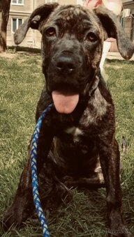 Americký Bandog - 2