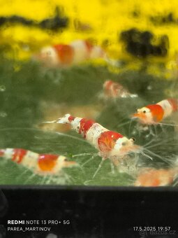 Krevetky Crystal red - 2