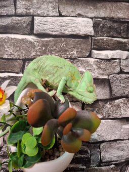 chameleon jemenský - 2