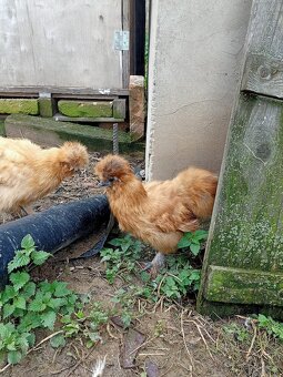 Hedvábnička EU velká vousatá - slepičky - 2