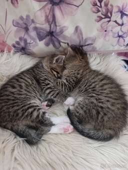 Koťátka k odběru - 2