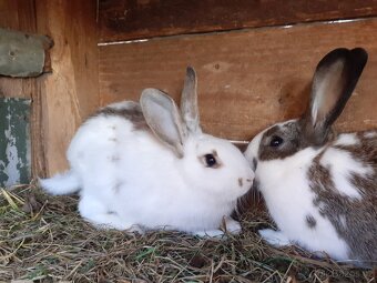 Samičky a samci Českého strakáče - 2