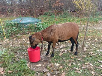 Ovce Kamerunská - 2