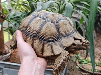 Samice želvy ostruhaté - sulcata - 2